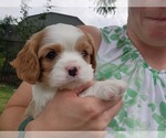 Small #2 Cavalier King Charles Spaniel