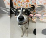 Small #1 Siberian Husky