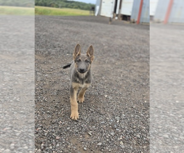 Medium Photo #6 German Shepherd Dog Puppy For Sale in BARRON, WI, USA