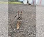 Small #5 German Shepherd Dog