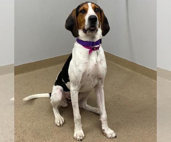 Medium Photo #1 Treeing Walker Coonhound Puppy For Sale in Aurora, CO, USA