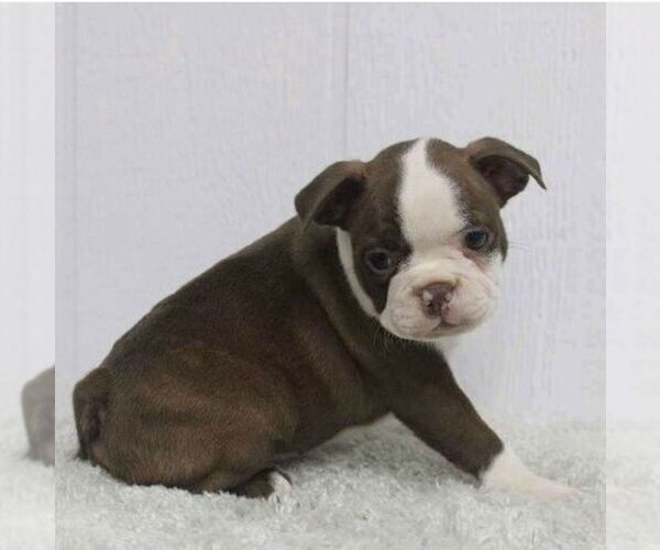 Medium Photo #3 Boston Terrier Puppy For Sale in LAWRENCEBURG, KY, USA
