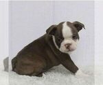 Small Photo #3 Boston Terrier Puppy For Sale in LAWRENCEBURG, KY, USA