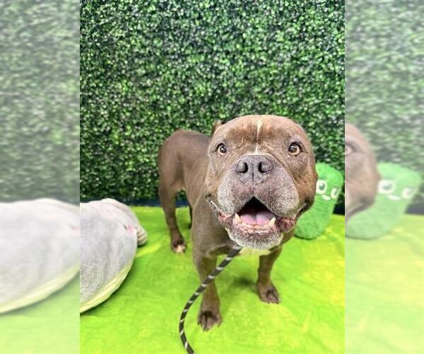 Medium Photo #2 Staffordshire Bull Terrier-Unknown Mix Puppy For Sale in Corpus Christi, TX, USA