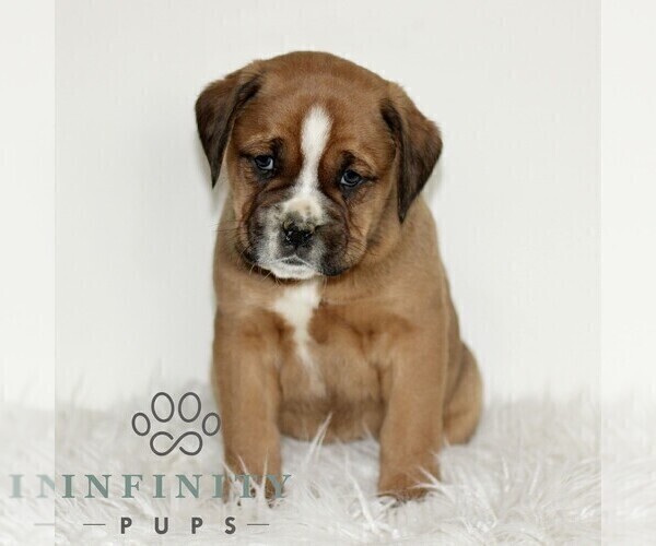 Medium Photo #1 Boxador Puppy For Sale in NEW HOLLAND, PA, USA