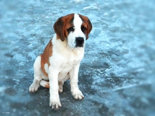 Saint Bernard Puppy for sale in ANN ARBOR, MI, USA