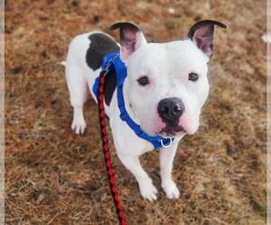 Mutt Dogs for adoption in Minneapolis, MN, USA