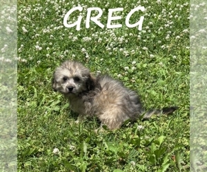 Shih-Poo Puppy for Sale in HARTLAND, Minnesota USA