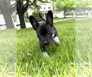 French Bulldog Dogs for adoption in St. Louis Park, MN, USA