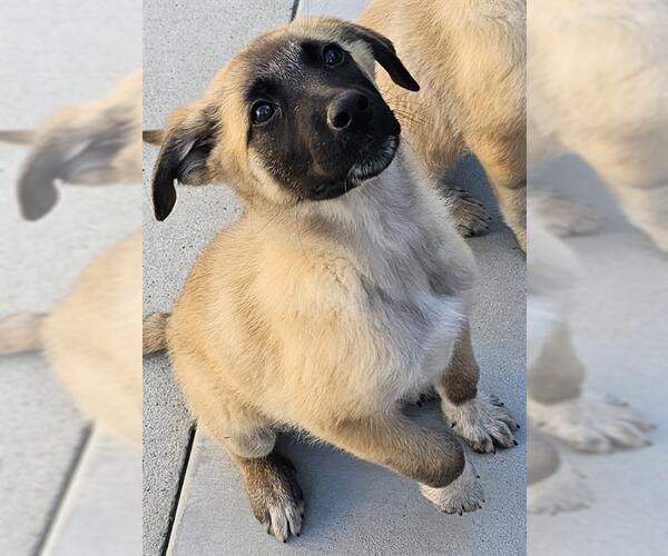 Medium Photo #1 Great Pyrenees-Unknown Mix Puppy For Sale in Santa Cruz, CA, USA
