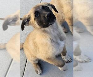 Great Pyrenees-Unknown Mix Dogs for adoption in Santa Cruz, CA, USA
