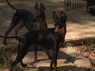 Mother of the Manchester Terrier (Toy) puppies born on 04/04/2017