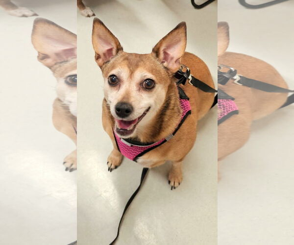 Medium Photo #2 Chihuahua Puppy For Sale in Lebanon, PA, USA
