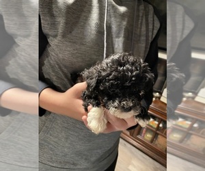 Poodle (Toy) Puppy for sale in CROSSVILLE, TN, USA