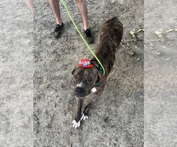 Medium Photo #6 American Pit Bull Terrier-Mountain Cur Mix Puppy For Sale in Rockaway, NJ, USA