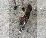 Small #5 American Pit Bull Terrier-Mountain Cur Mix