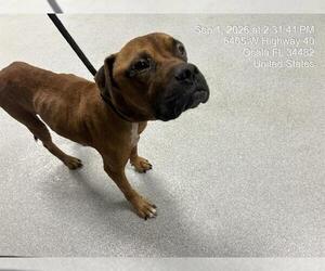 Bullboxer Pit Dogs for adoption in Ocala, FL, USA
