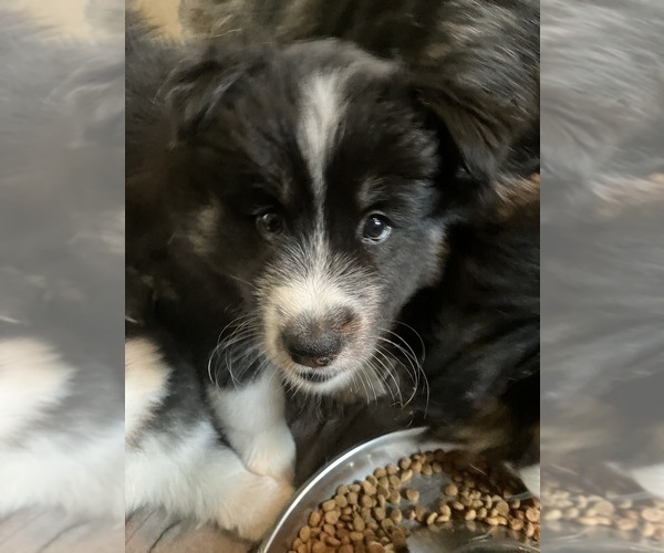 Medium Photo #4 Pomsky Puppy For Sale in JACKSONVILLE, FL, USA