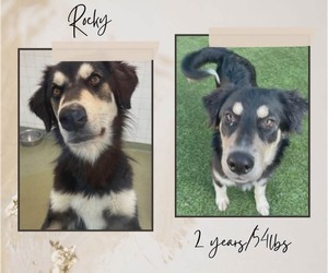 Siberian Husky-Unknown Mix Dogs for adoption in Woodbury, NY, USA