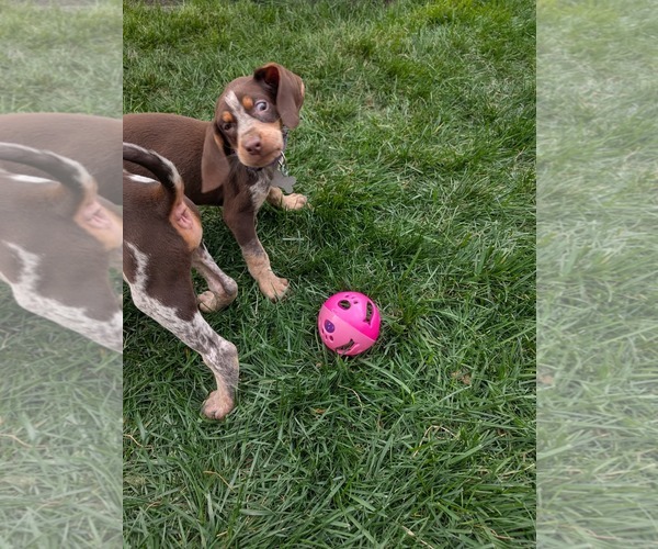 Medium Photo #11 Coonhound Puppy For Sale in Holly Springs, NC, USA