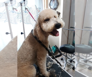 Father of the Goldendoodle puppies born on 04/21/2025