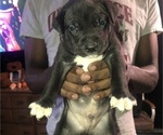 Small American Bully
