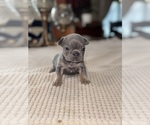 Puppy Snickers French Bulldog
