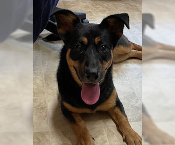 Medium Photo #4  Puppy For Sale in , 
