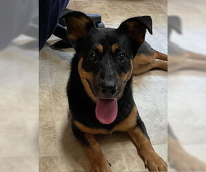 Mutt Dogs for adoption in Raleigh, NC, USA