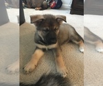 Small Photo #1 Alaskan Malamute-German Shepherd Dog Mix Puppy For Sale in BALTIMORE, MD, USA