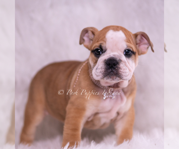 Medium Photo #5 Bulldog Puppy For Sale in WARSAW, IN, USA