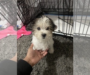 Morkie Puppy for sale in BRONX, NY, USA