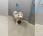 Small Siberian Husky Mix
