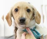 Small #5 Labrador Retriever Mix