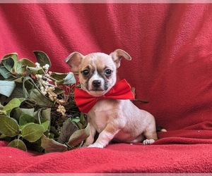 Chihuahua Puppy for Sale in KIRKWOOD, Pennsylvania USA