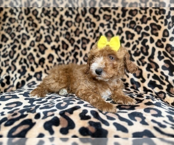 Medium Photo #5 Cockapoo (Miniature) Puppy For Sale in LAKELAND, FL, USA