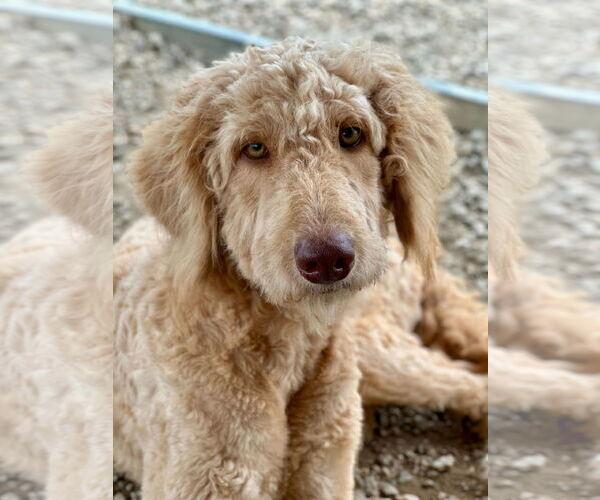 Medium Photo #4 Poodle (Standard)-Unknown Mix Puppy For Sale in Pacolet, SC, USA