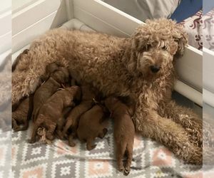 Mother of the Goldendoodle-Poodle (Standard) Mix puppies born on 05/13/2021