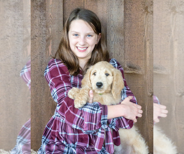 Medium Photo #6 Goldendoodle Puppy For Sale in LITTLE ROCK, AR, USA