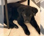 Small #5 Labrador Retriever Mix