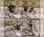 Small Photo #16 German Shorthaired Pointer Puppy For Sale in MOYIE SPRINGS, ID, USA