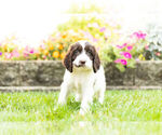 Small Photo #9 Springerdoodle Puppy For Sale in NAPPANEE, IN, USA