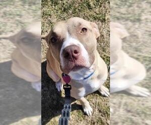 American Pit Bull Terrier Dogs for adoption in Oklahoma City, OK, USA