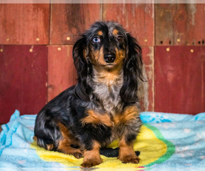 Mother of the Dachshund puppies born on 11/08/2024