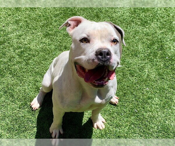 Medium Photo #1 Mutt Puppy For Sale in Moreno Valley, CA, USA