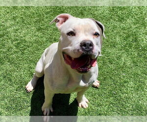 Mutt Dogs for adoption in Moreno Valley, CA, USA