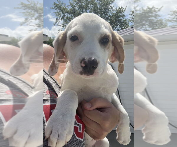 Medium Photo #2 Jack-A-Bee Puppy For Sale in Aurora, IN, USA