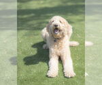 Small #5 Goldendoodle