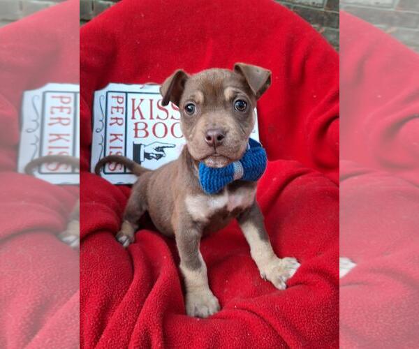 Medium Photo #1 Boxador Puppy For Sale in Missouri City, TX, USA