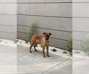Roxie - Female German Shepherd Dog-Unknown Mix Dog for Adoption - Photo #3
